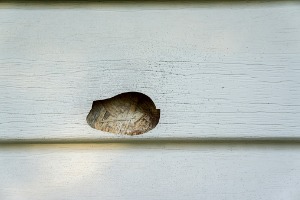 Hail damage and mold on vinyl siding